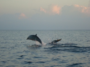 Dolphins in Lovina